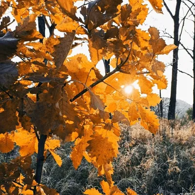 Золотая осень | Android wallpaper fall, Fall wallpaper, Beautiful nature