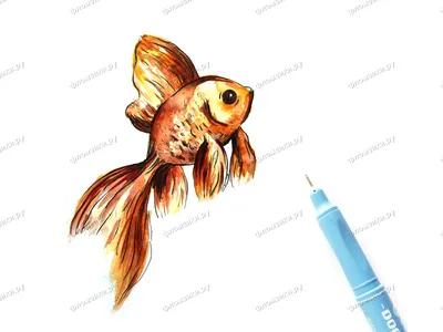 Раскраска золотая рыбка. Золотая рыбка. Распечатать раскраски.