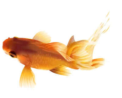 Рыба золотая рисунок - 72 фото