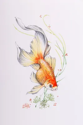 Картинки золотая рыбка (48 лучших фото)