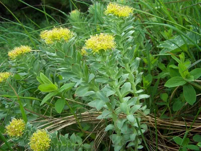 Купить Золотой корень Алтайский, родиола розовая, 45 г