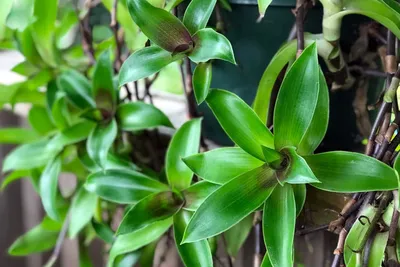 Купить золотой ус 🌱 с доставкой в магазине "Цветы для Вас"