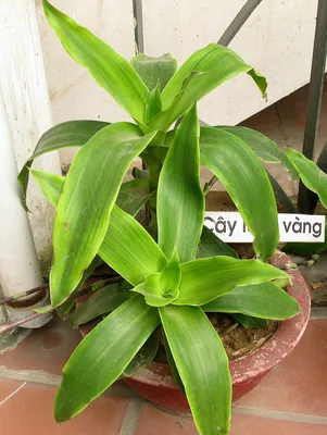 купить Золотой ус (Callisia Fragrans) 750 руб. AGRO167