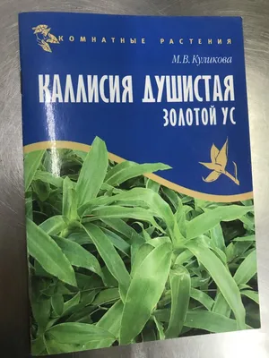 Золотой ус: лечебные свойства и противопоказания (настойки, мазь, бальзам)