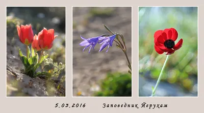 Осенний лес - лекарство для нашей души» — создано в Шедевруме