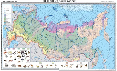 Презентация "Природные зоны: арктическая пустыня" (4 класс) по окружающему  миру – скачать проект