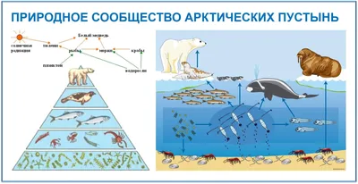 Презентация на тему: "Арктические пустыни". Скачать бесплатно и без  регистрации.