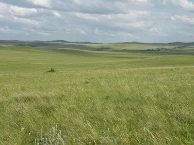 Зона степей картинки