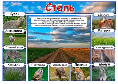 Степь. Зона степей - online presentation