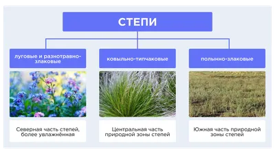 Зона степей - online presentation