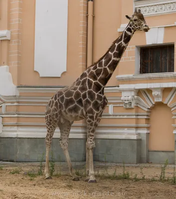 Зоопарк в Москве — 75 фото