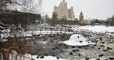 Московский зоопарк, Москва - «Московский зоопарк в октябре. Все, как в  старые добрые времена: дистанция минимальная. А еще ремонт, закрытые  павильоны и билеты онлайн » | отзывы