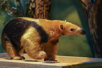 В Московском зоопарке появятся новые виды животных: появится муравьед,  какие родились детеныши -  - МСК1.ру