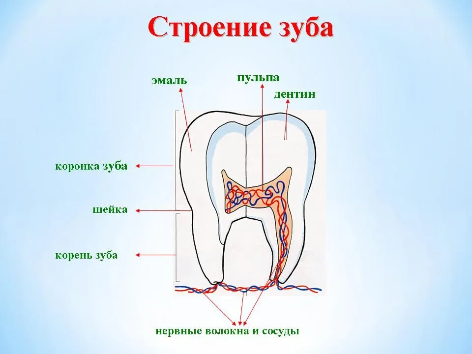 Рисунок строения зуба человека. Строение зубной системы человека. Строение 5 зуба. Строение зуба рисунок.