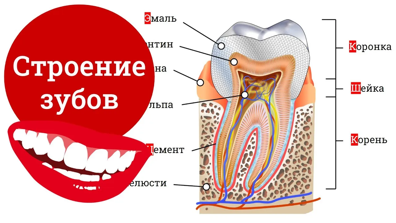 Строение зуба ОГЭ. Как устроен зуб человека. Строение зубов и зубная формула.