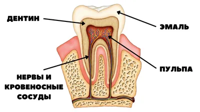 Зубов человека картинки