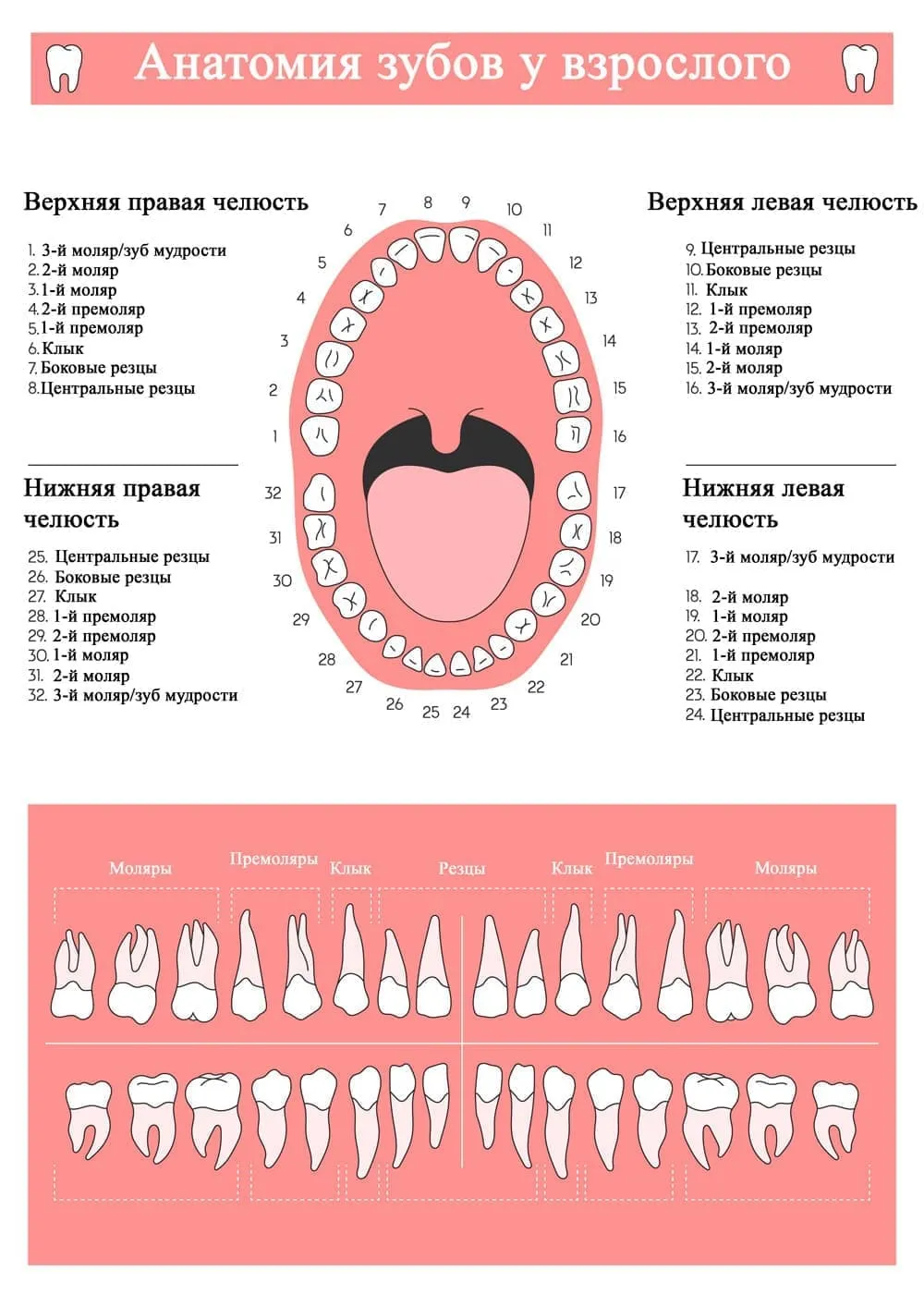 Зубы человека фото схема