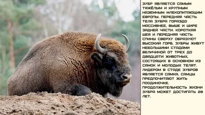 Зубр (Bison bonasus) — Зоопарк «Лимпопо» г. Нижний Новгород – Нижегородский  зоопарк