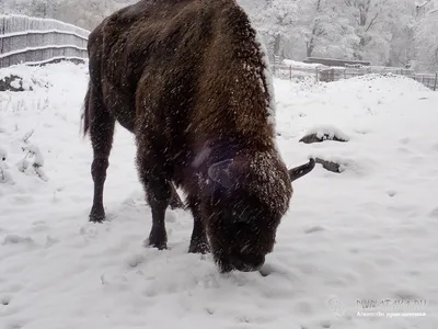 Кавказский зубр