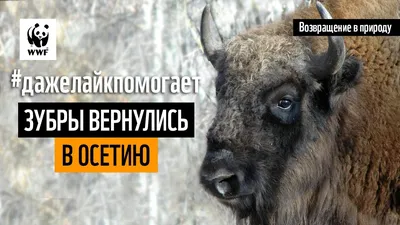 Колбаса из зубра: нужна ли Беларуси еще Красная книга? – DW – 