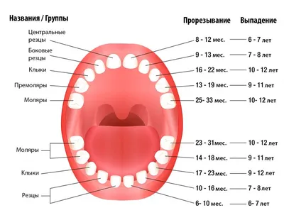 Когда начинают выпадать молочные зубы у детей – схема выпадения