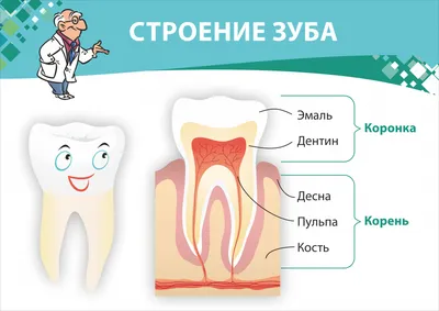 Почему зубы растут неровно и что делать - Статья стоматологии Доктор Келлер  в Ростове-на-Дону