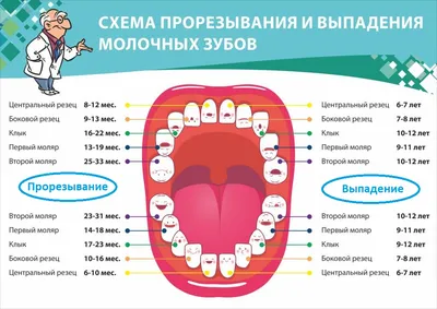 Развивающее пособие «Чистим зубы» для детей старшего дошкольного возраста  (8 фото). Воспитателям детских садов, школьным учителям и педагогам -  Маам.ру