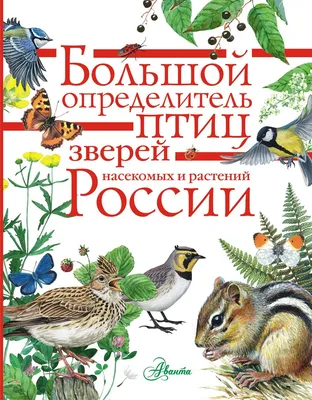 С заботой о природе: ямальцам рассказали, можно ли забирать домой диких  зверей и птиц | Север-Пресс