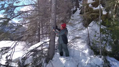 Мастер-класс «Графические наброски. Королевство зверей»