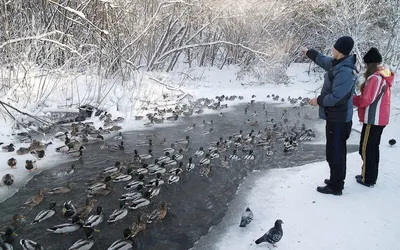 Звери и птицы в городе #4