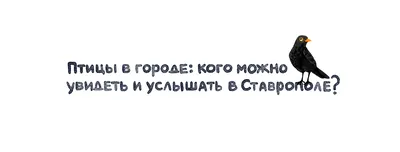 В стужу животные и птицы нуждаются во внимании / Как правильно / Новости на  Чепецк.RU