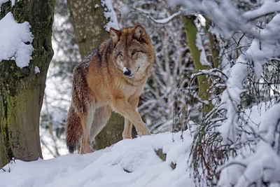 Что делают звери в зимнем лесу. Похождения маленьких и больших  млекопитающих | Полярная крачка | Дзен