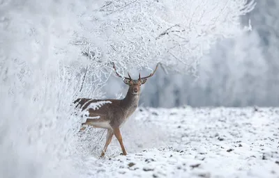Животные зимой -