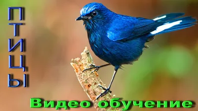 Учим голоса птиц. Развивающие мультики для детей - YouTube