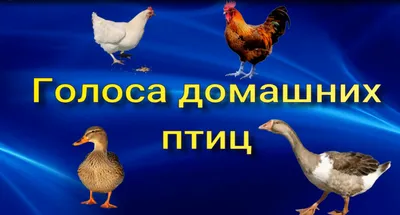 Голоса домашних птиц для детей. | Все для детей. | Дзен