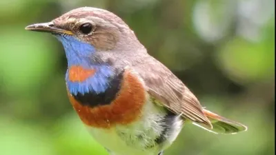 Звуки Природы. Пение птиц - Ласточка - Голоса птиц. | Пение, Птицы, Природа