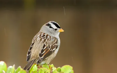 Скачать звуки природы: Пение птиц