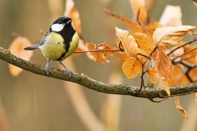 Пение и Chirping Bird in Stump реалистичные звуки и движения звук  активированный на батарейках птицы | AliExpress