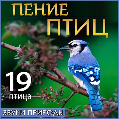 19 птица Пение птиц - Звуки природы музыка из фильма